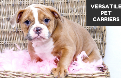 pet carriers blog teaser