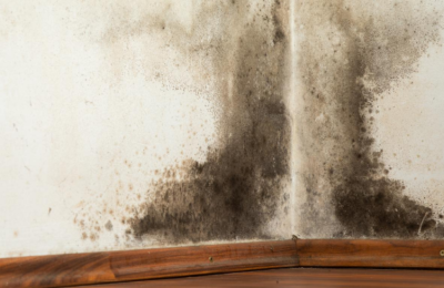 Black mould and how to prevent it